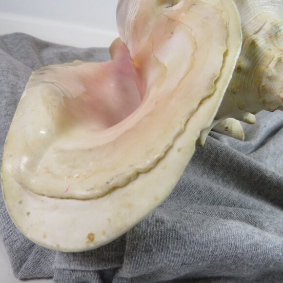 Large REAL Conch Sea Shell 10" tall 8" wide has some chips Tan pink white outer - Picture 3 of 10